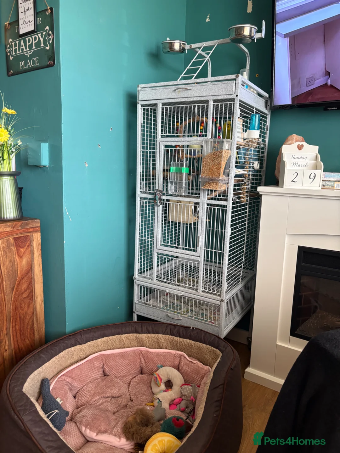 Budgerigars birds for sale: Beautiful cage, bonded pair & transport cage - Advert 1