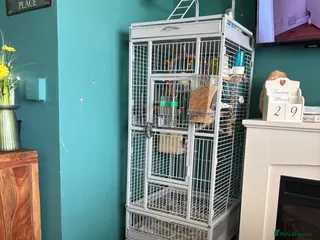 Budgerigars birds Beautiful cage, bonded pair & transport cage - Advert 7