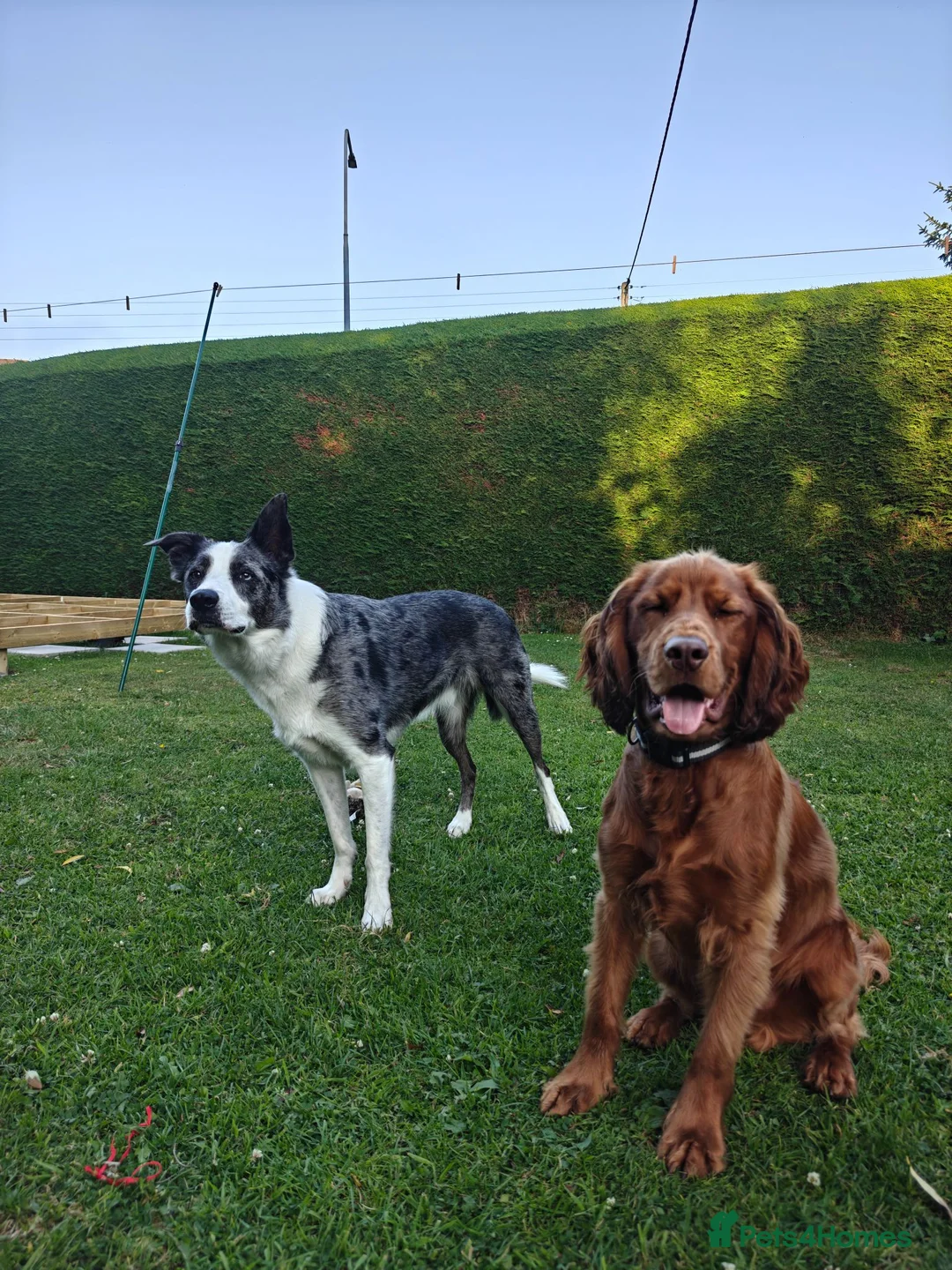 Cocker Spaniel dogs for sale: 8 month old Cocker Spaniel in Ellesmere Port - Advert 4