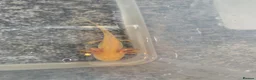 Axolotl reptiles for sale: Axolotl For Sale - Advert 4