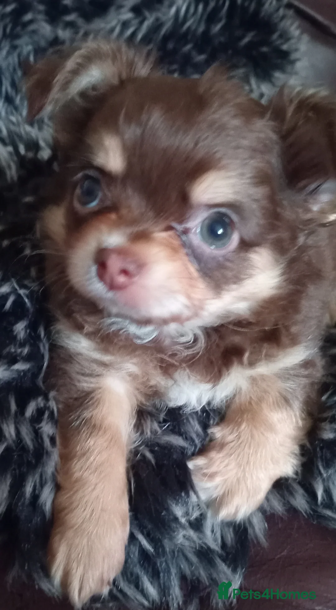 Chihuahua dogs for sale: Chihuahua long coat puppies in Peterborough - Advert 30