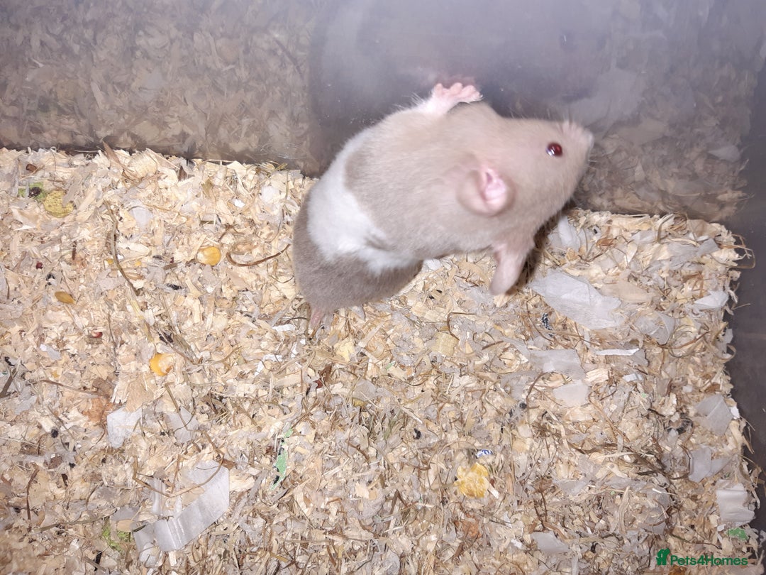 Hamster rodents for sale: Baby Syrian hamsters - Advert 11