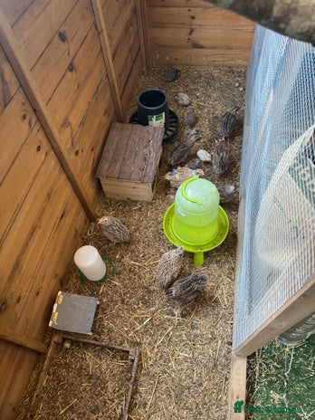 Quail poultry - Advert 2