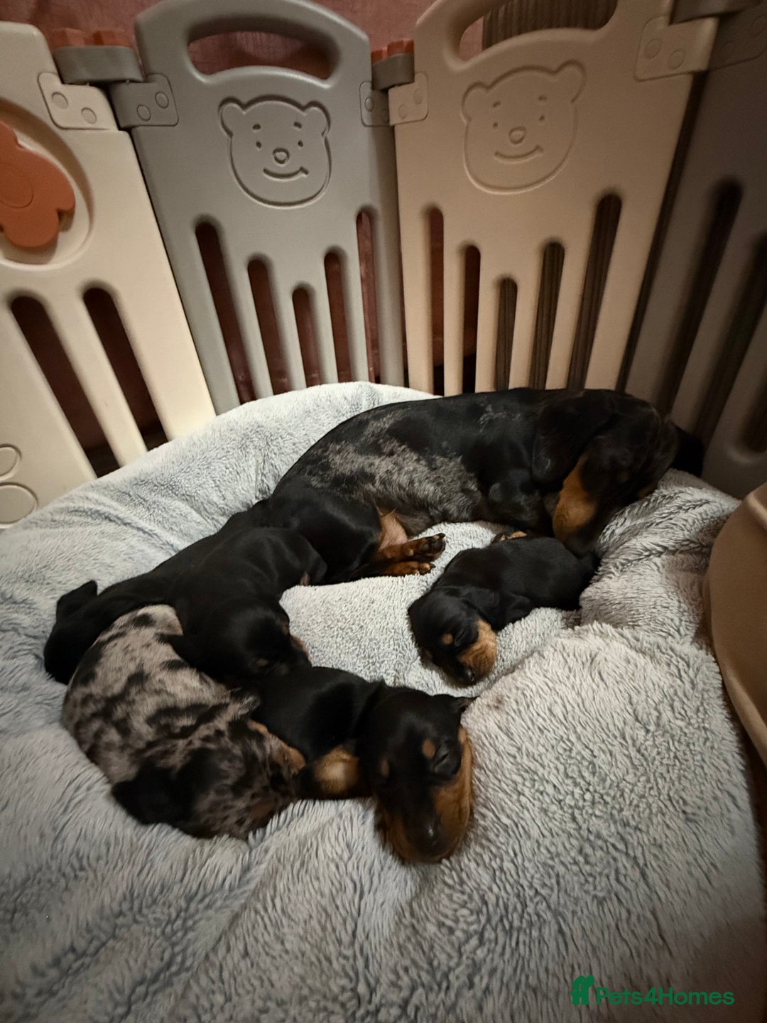 Dachshund dogs for sale: dachshund puppies  - Image 10