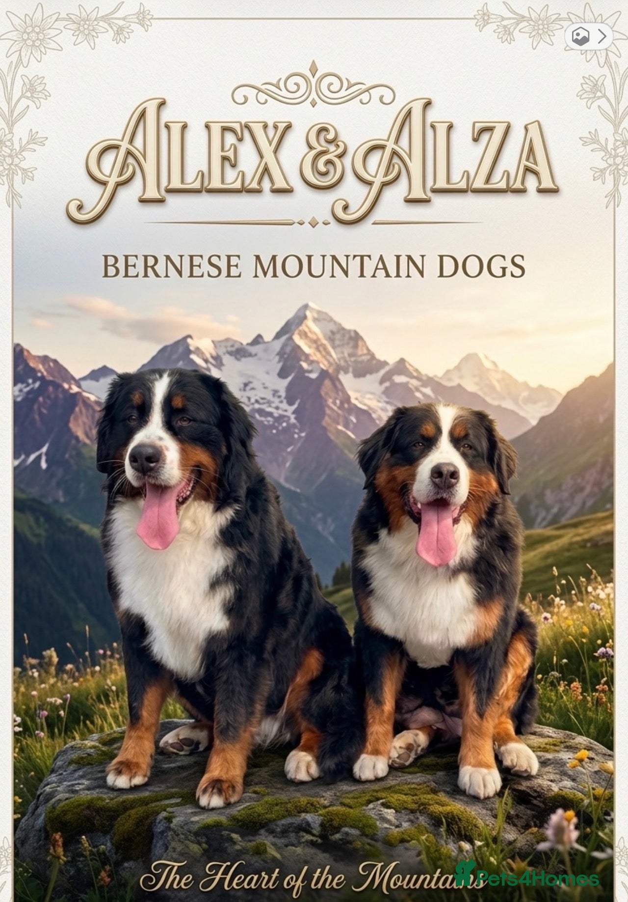 Bernese Mountain Dog dogs Bernese mountain Puppy  - Advert 2