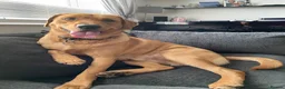 Labrador Retriever dogs for sale: Labrador Retriever  in Colchester - Advert 13