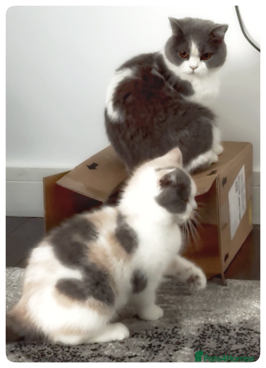 British Shorthair cats for sale: Dulce - GCCF registered BSH female kitten.  - Advert 6