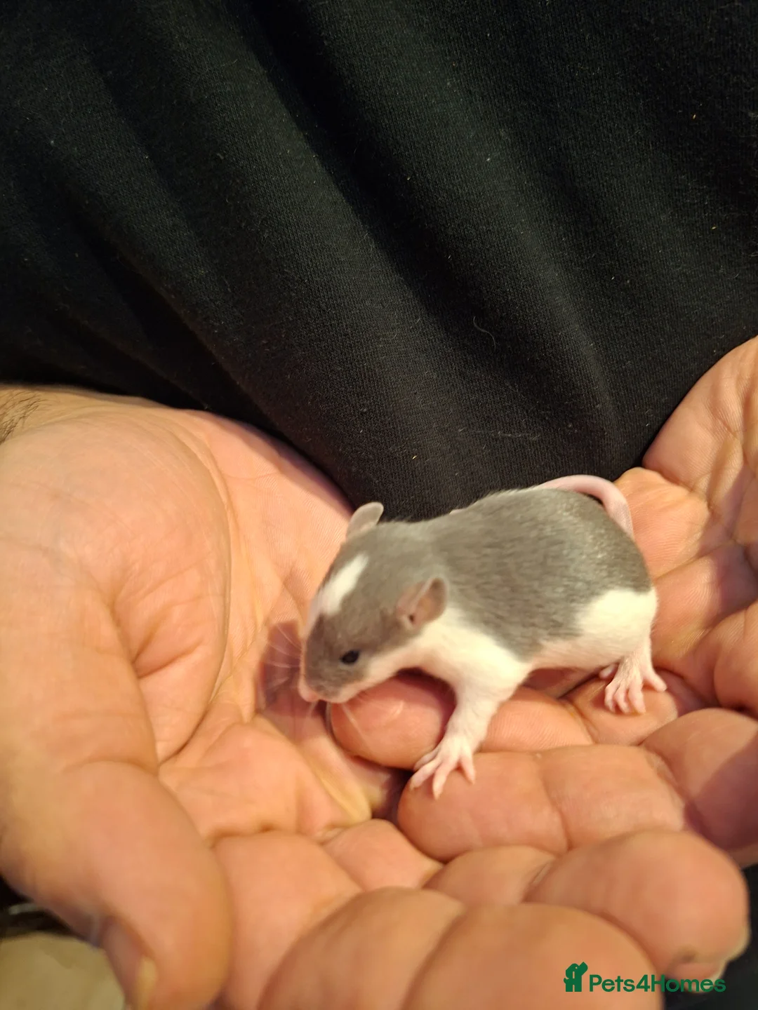 Rat rodents for sale: Baby dumbo rats - Advert 7