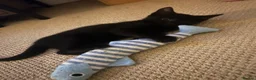 Mixed Breed cats for sale: Beautiful grey mixed kitten in Morecambe - Advert 3