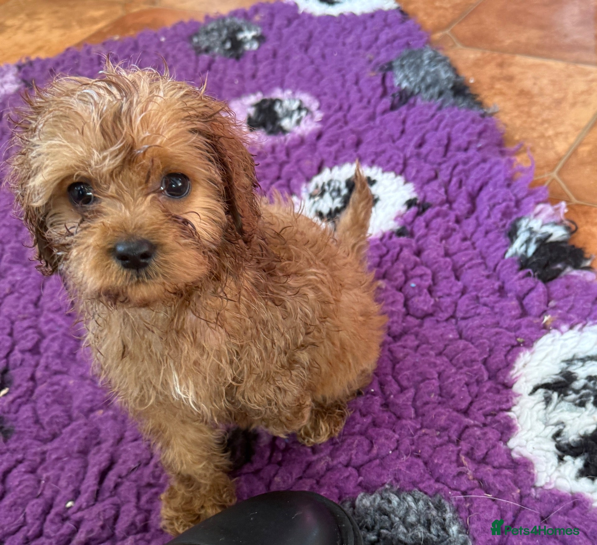 Cavapoo dogs for sale: Tiny Toy Cavapoo Puppies - Advert 1