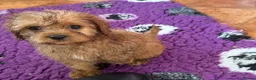 Cavapoo dogs for sale: Tiny Toy Cavapoo Puppies - Advert 12