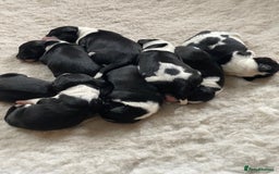 Border Collie dogs for stud: ISDS/KC Registered Border Collie for Stud in York - Image 3