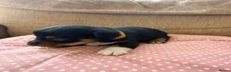 Jack Russell dogs for sale: Stunning Jack Russell pups  - Advert 4