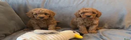 Cavapoo dogs for sale: Cavapoos Extensive DNA & Heart tested - Advert 25