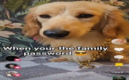 Miniature Dachshund dogs for sale: Kc registered cream proven stud dog  - Image 8