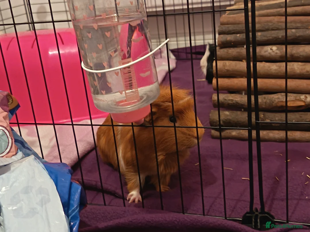 Guinea Pig rodents for sale: 2 lovely bonded guinea pigs 🐹 with equipment - Advert 5
