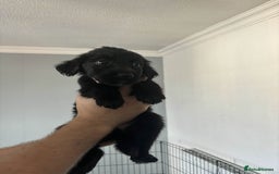 Mixed Breed dogs for sale: German Shepherd x Collie Mix Puppies for sale - Image 1