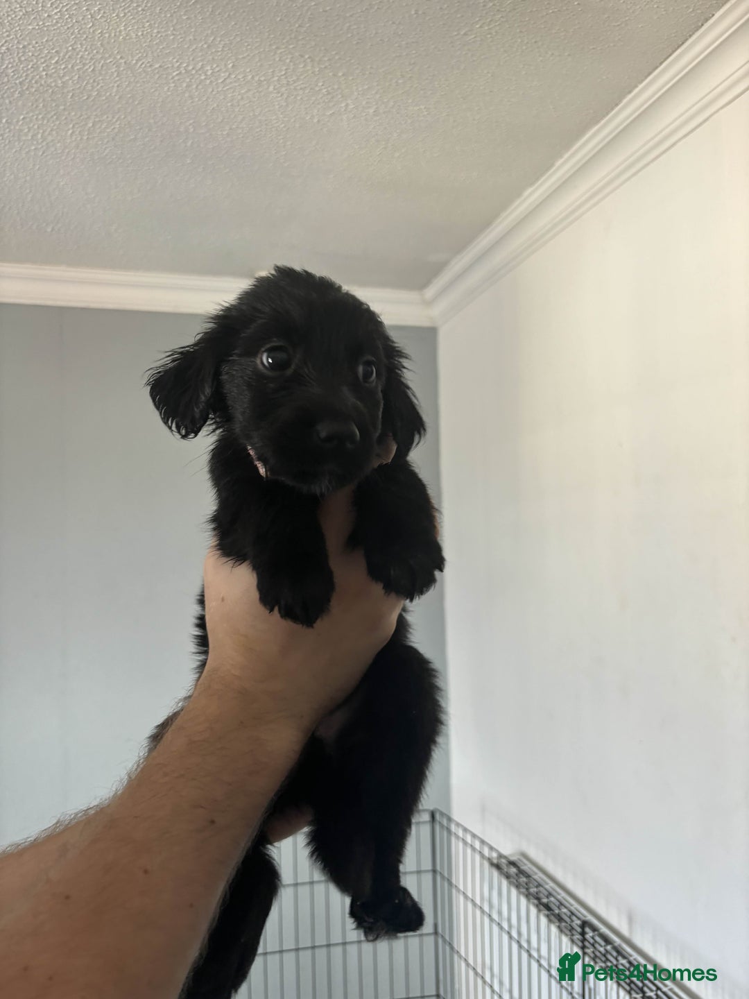 Mixed Breed dogs for sale: German Shepherd x Collie Mix Puppies for sale - Image 1