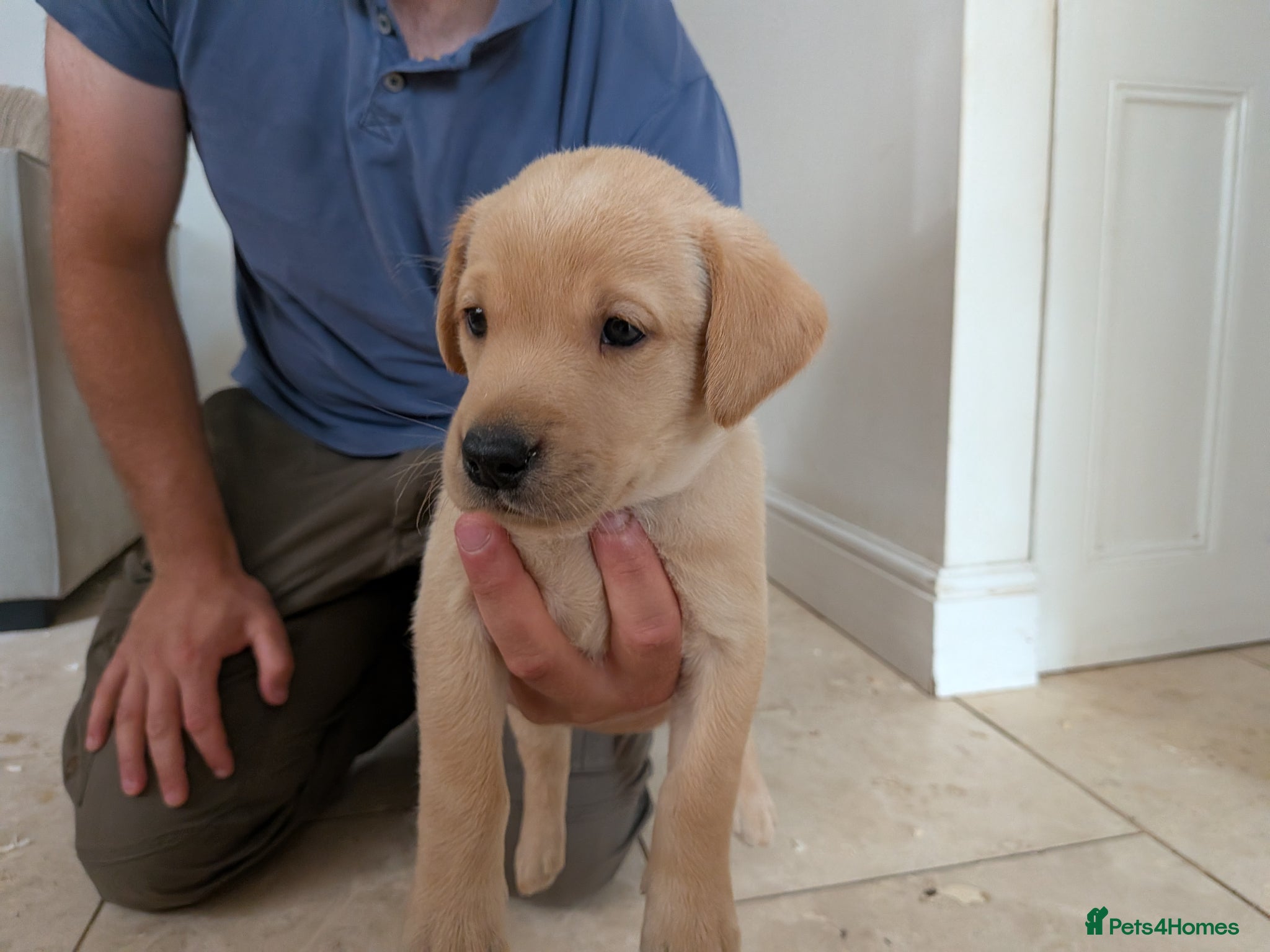 Labrador Retriever dogs for sale: 2 Yellow dog pups available - Strong working lines in Berkeley - Advert 5