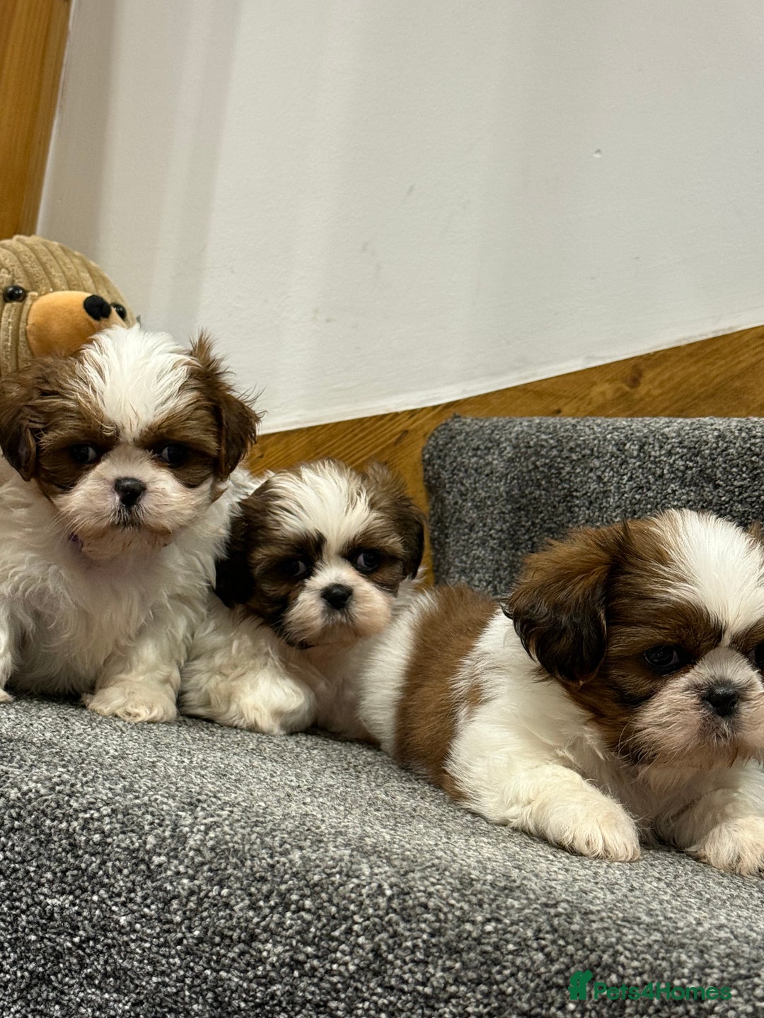 Shih Tzu dogs for sale: Summer Shihtzu Puppies - Image 27