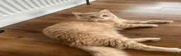Maine Coon cats for sale: Maine Coon Male 7 months - cream/light ginger  - Advert 16