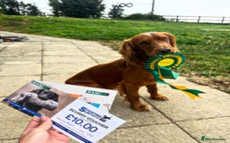 Cocker Spaniel dogs for stud: Health tested. Carries tan. KC reg in Blandford Forum - Image 6