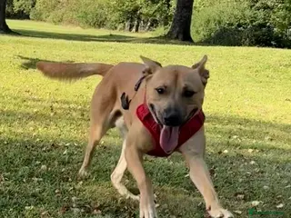 Mixed Breed dogs Sausage - Advert 1