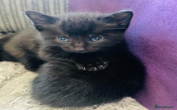 Russian Blue cats for sale: Russian blue mix  - Image 30