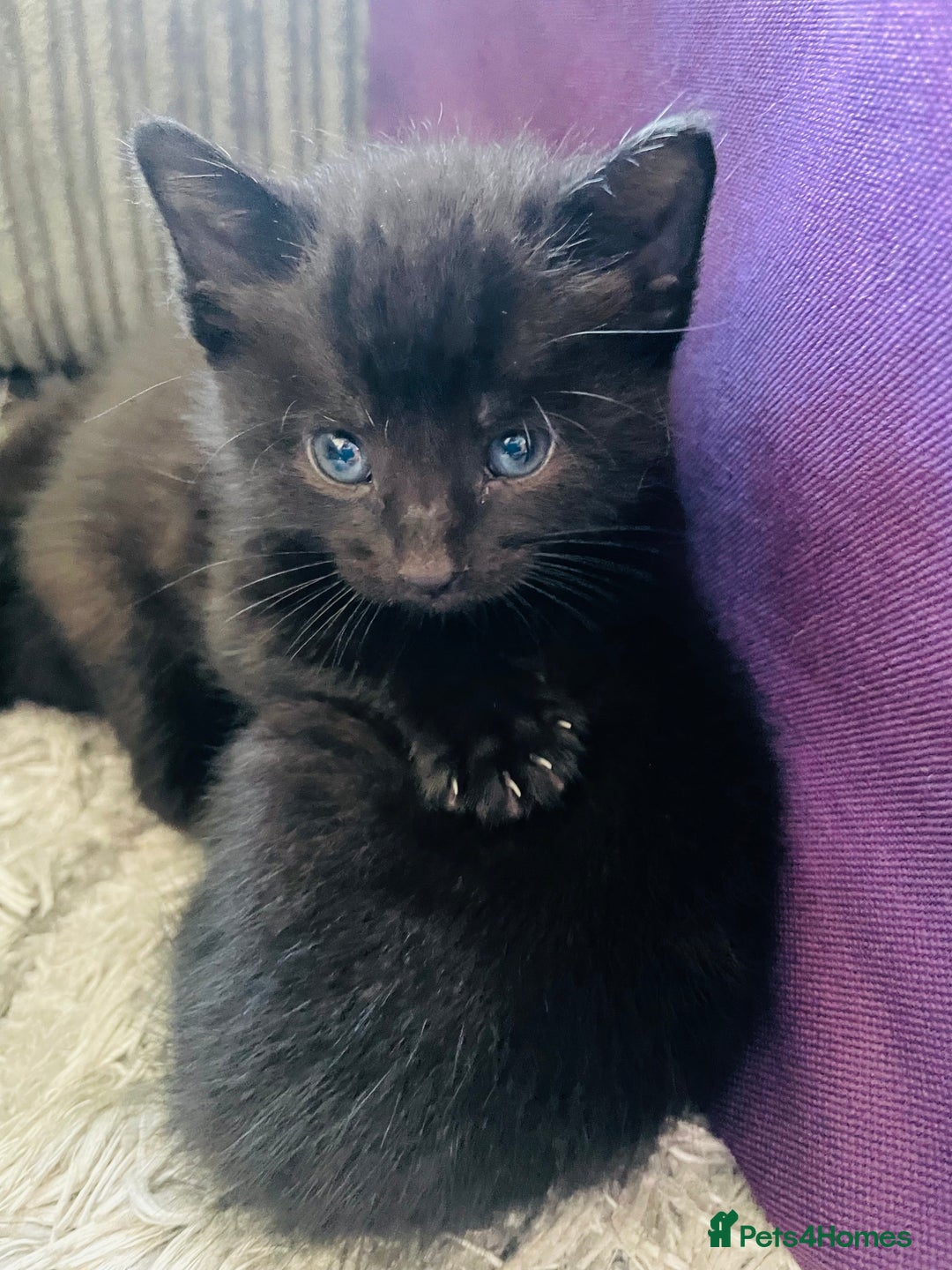 Russian Blue cats for sale: Russian blue mix  - Image 30