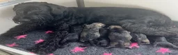 Giant Schnauzer dogs for sale: Giant Schnauzer Puppies  - Advert 4