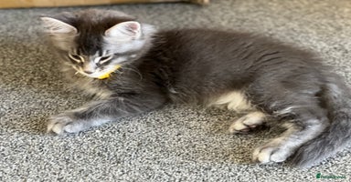 Maine Coon cats - Advert 9