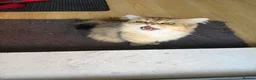 Mixed Breed cats for sale: Lovely boy looking for rehome - Advert 4