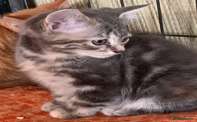 Mixed Breed cats - Advert 2