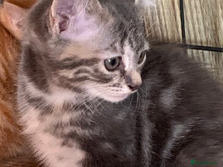 Mixed Breed cats - Advert 2