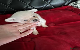 Pomchi dogs for sale: Tiny Pomchi - Image 18