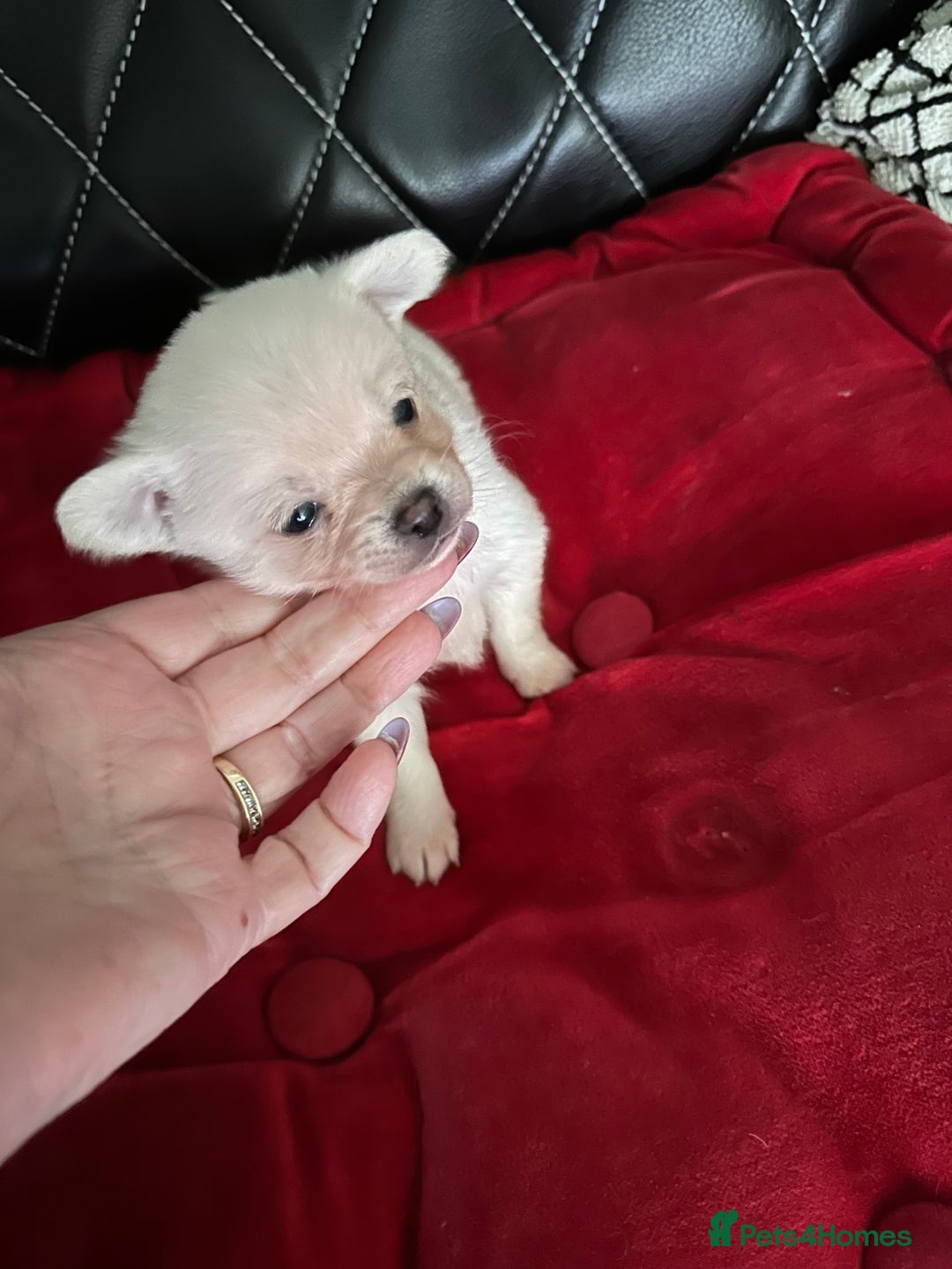 Pomchi dogs for sale: Tiny Pomchi - Image 18