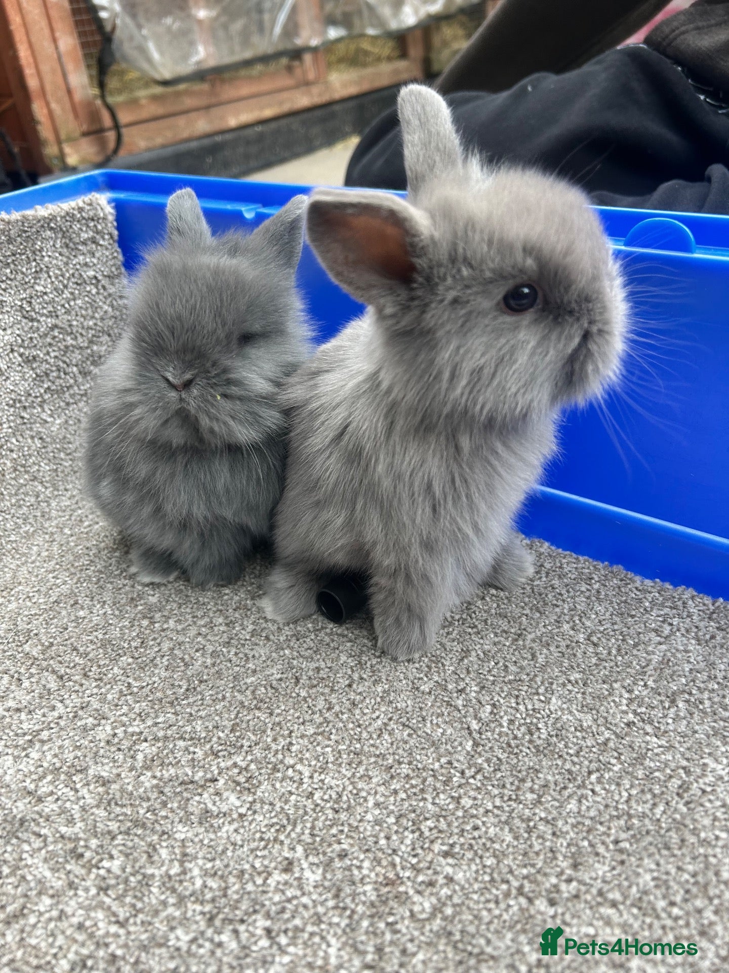 Mixed Breed rabbits for sale: Lionhead cross holland lop READY 28th November  - Advert 11