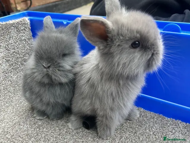 Mixed Breed rabbits for sale: Lionhead cross holland lop READY 28th November - Advert 3