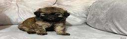 Shihpoo dogs for sale: Adorable ShihPoo Puppies Ready to Steal Your Heart in Northampton - Advert 12