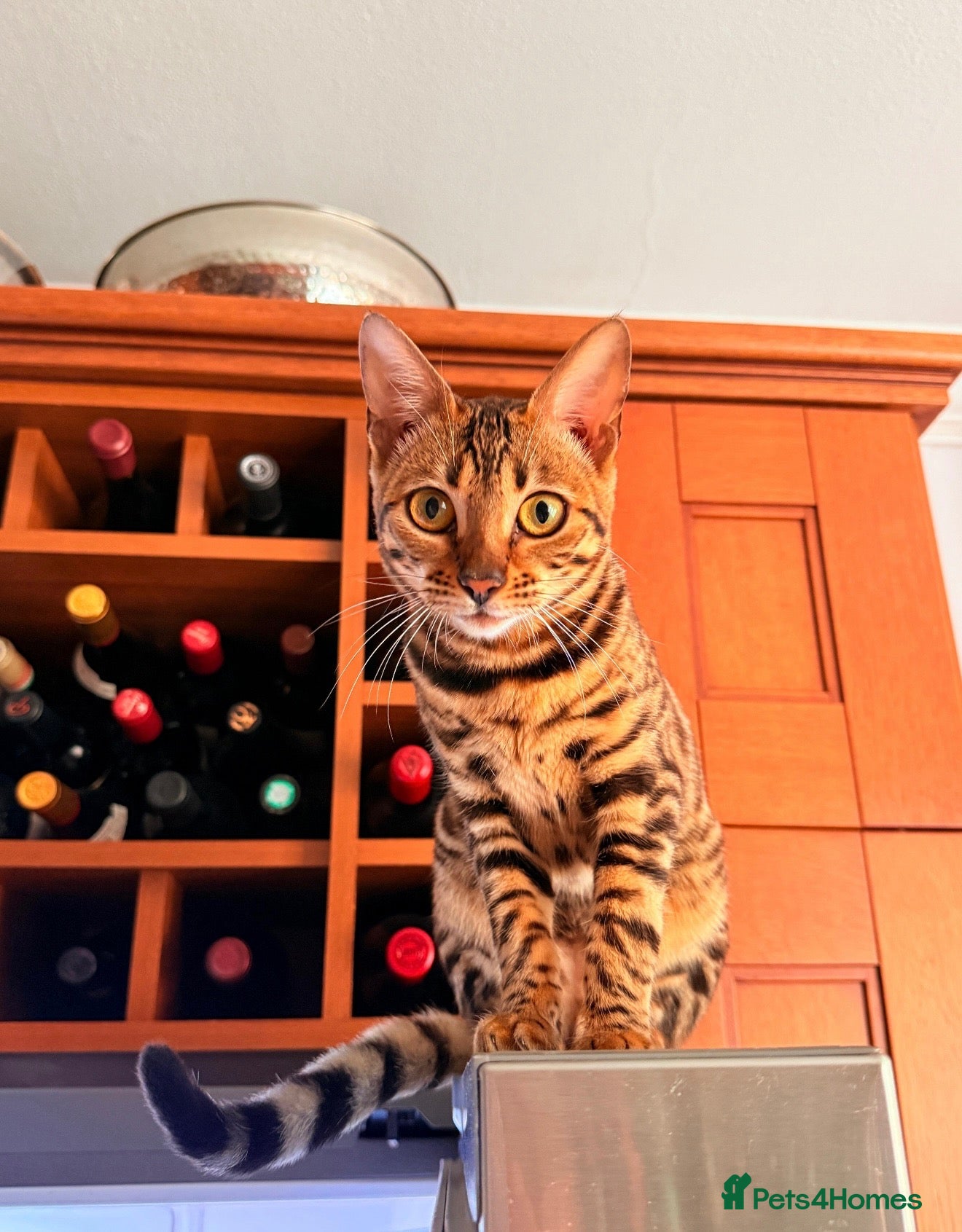 Bengal cats for sale: Bengal kittens  - Advert 1