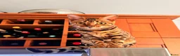 Bengal cats for sale: Bengal kittens  - Advert 1