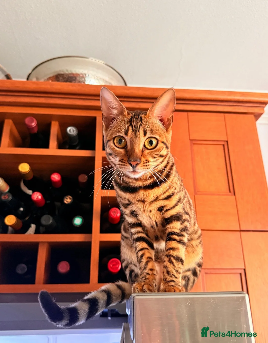 Bengal cats for sale: Bengal kittens  - Advert 1