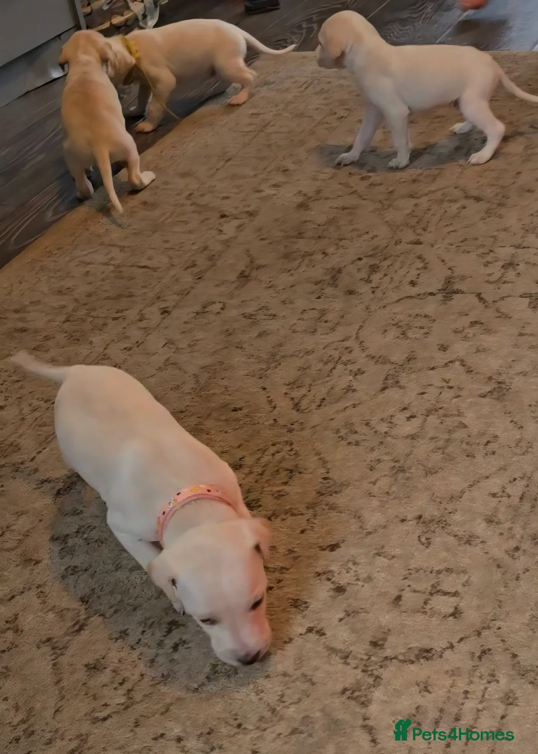 Mixed Breed dogs for sale: English pointer cross saluki/greyhound  - Advert 2