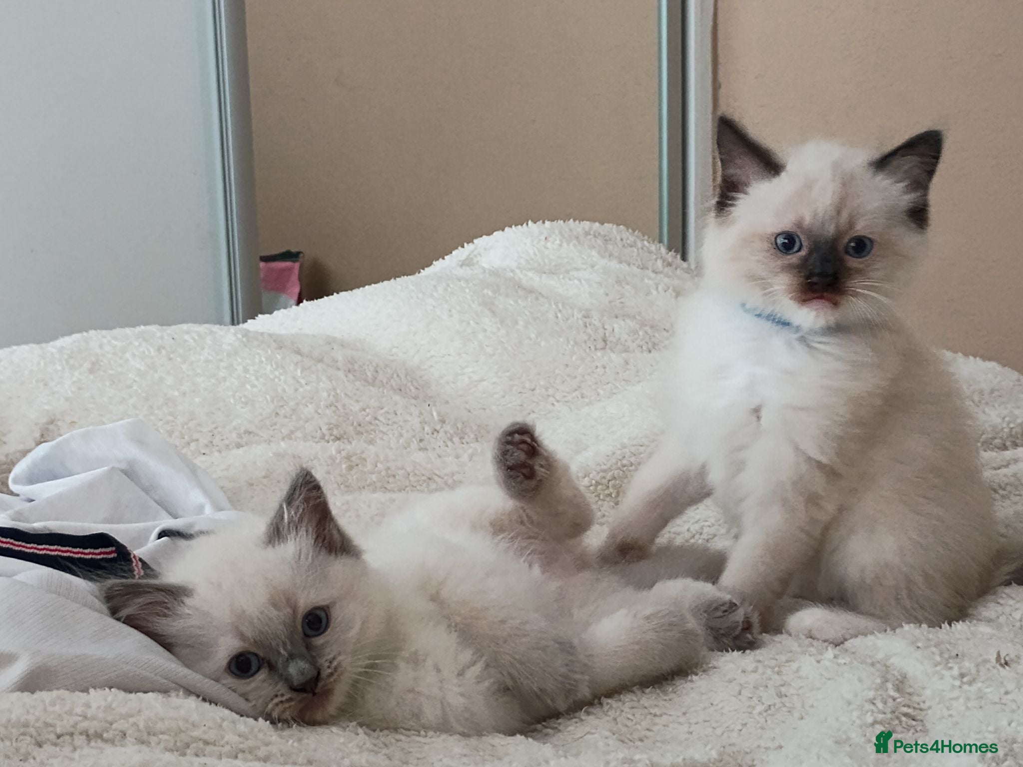 Ragdoll cats Adorable Pedigree Ragdoll Kittens For Sale - Advert 2