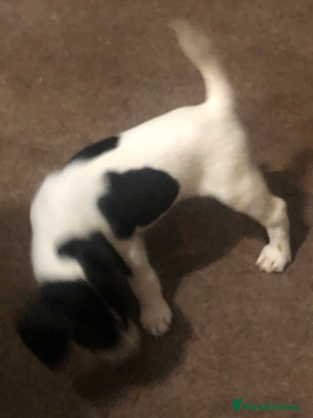 Jack Russell dogs for sale: Beautiful jack Russell puppies  - Advert 18