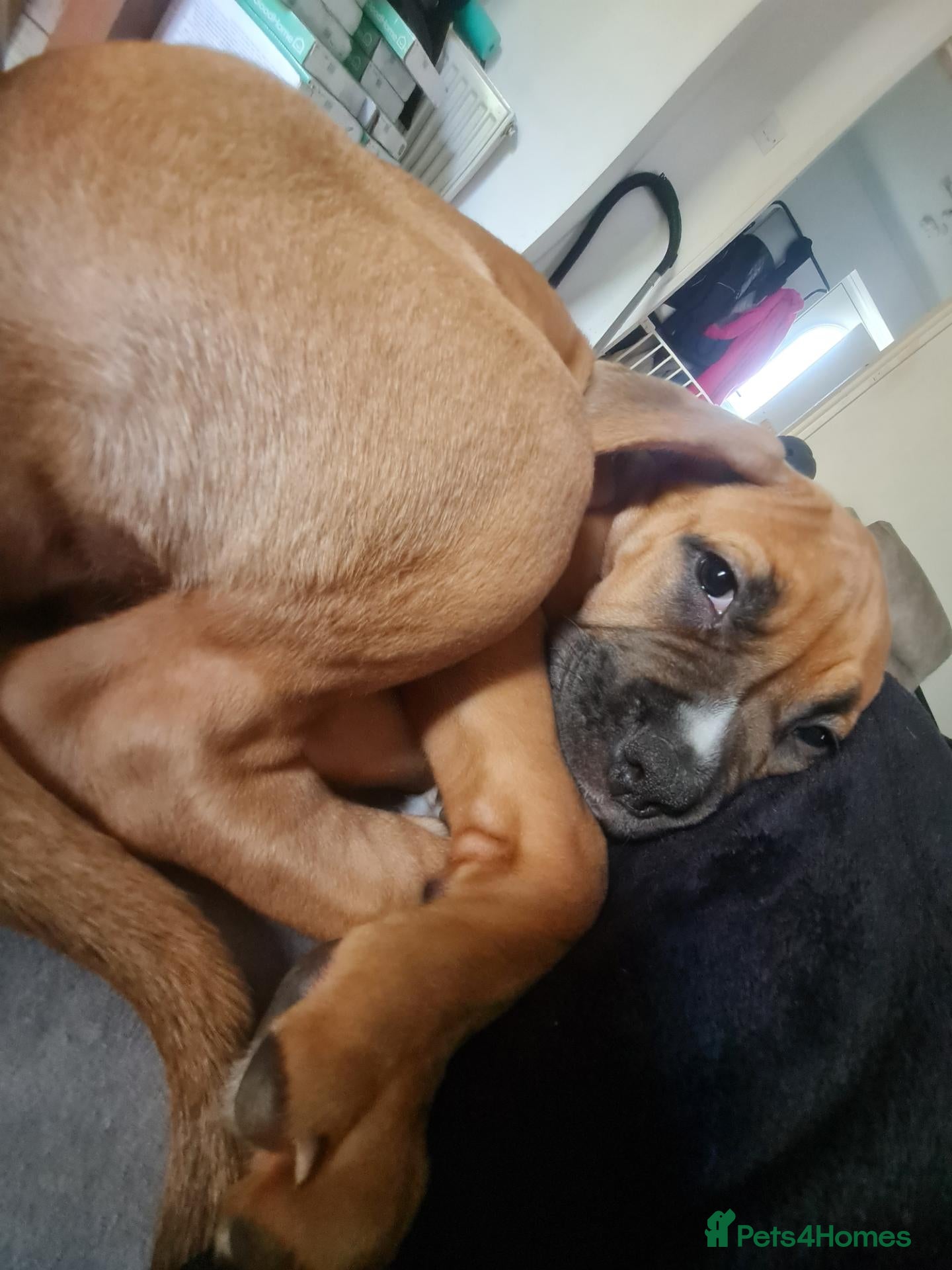 Mixed Breed dogs Staffy/mastiff mix - Advert 2