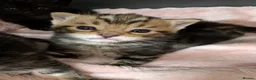 Mixed Breed cats for sale: Beautiful tabby boy kitten  in Woodbridge - Advert 6