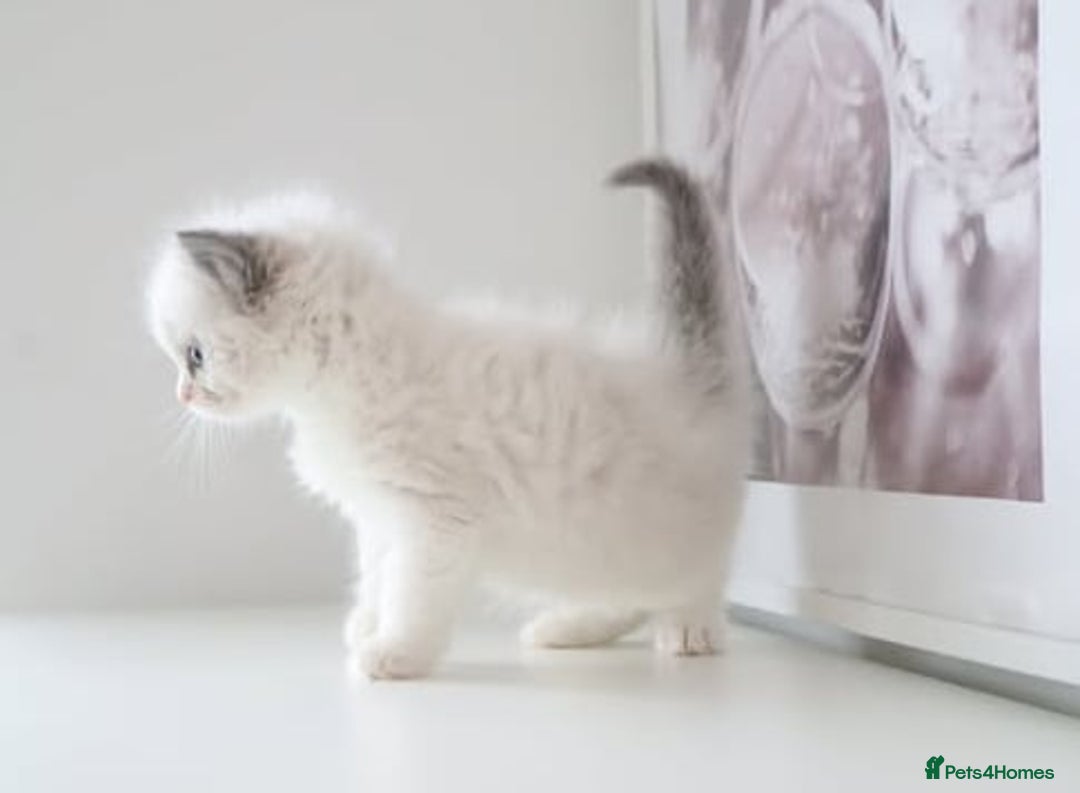 Ragdoll cats for sale: INDOOR FULL PEDIGREE RAGDOLL KITTENS - Advert 19