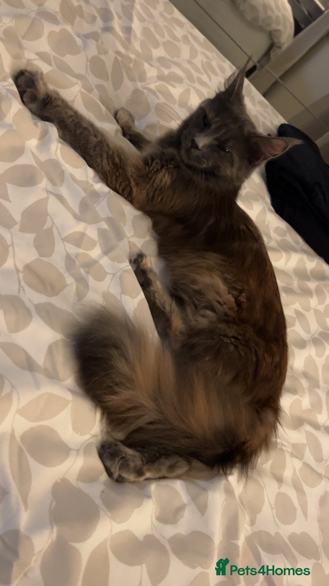 Maine Coon cats for sale: 2 odd eye male Mainecoon and 1 female smoke kitten - Advert 19