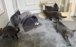 Russian Blue cats for sale: Russian Blue Kittens  in Lanark - Image 16